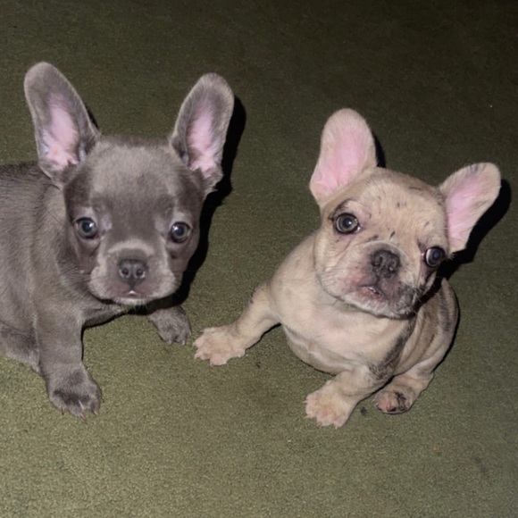 Meet your Posher!! I am a LV addict & French Bulldog lover. 2 my 8 fur babies❤️ - Picture 1 of 1
